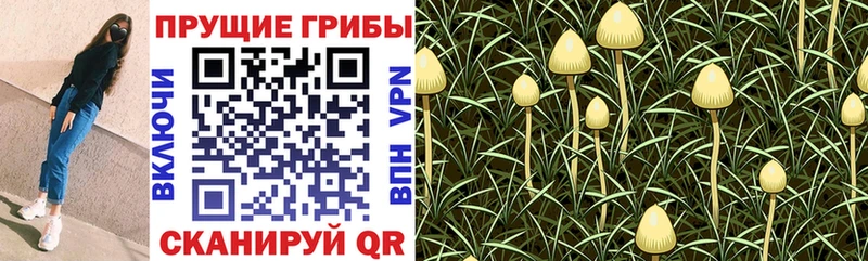 Галлюциногенные грибы Psilocybine cubensis  Макарьев 